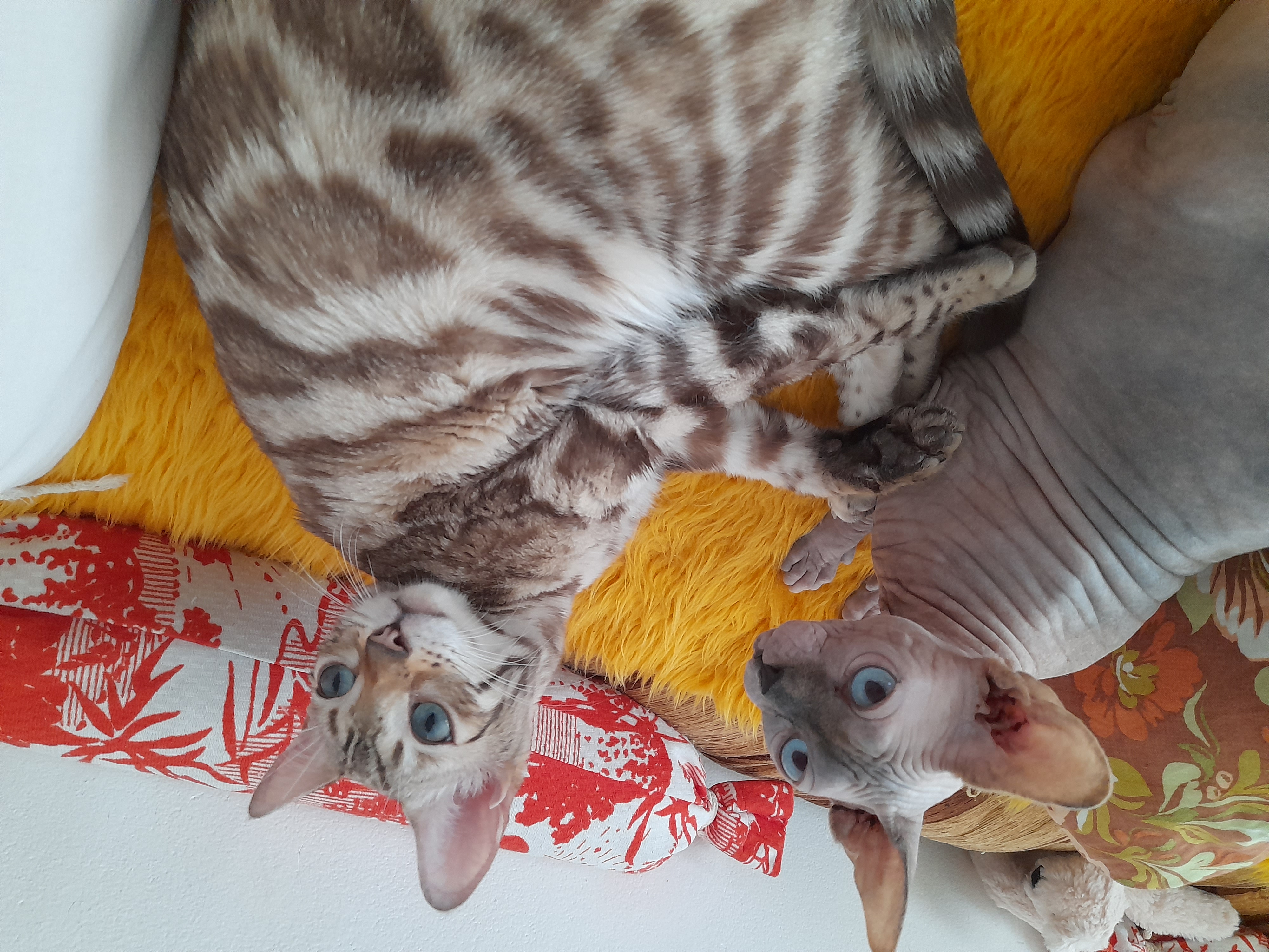 Rascalbengalcz Victoria